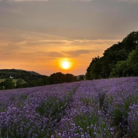 In Germany With Garden Terrace