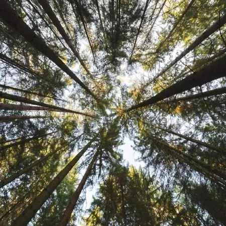 In Germany With Garden Terrace