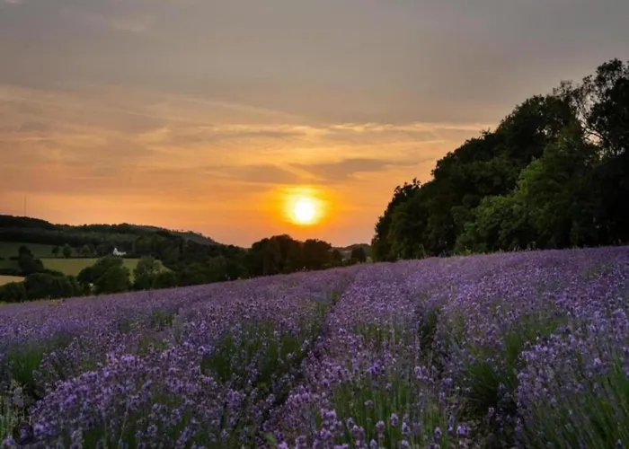 In Germany With Garden Terrace