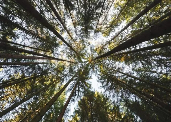 In Germany With Garden Terrace